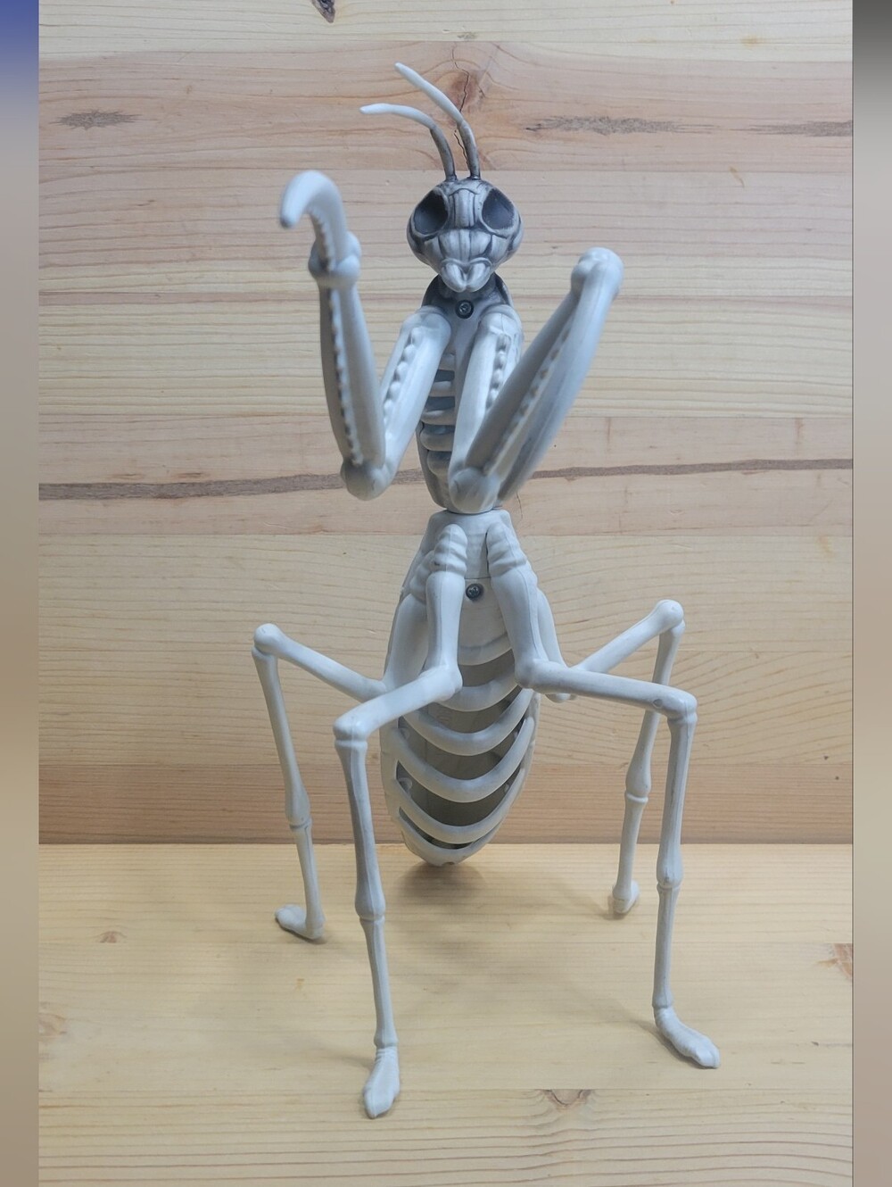 9.4" Mantis Skeleton by Ashland